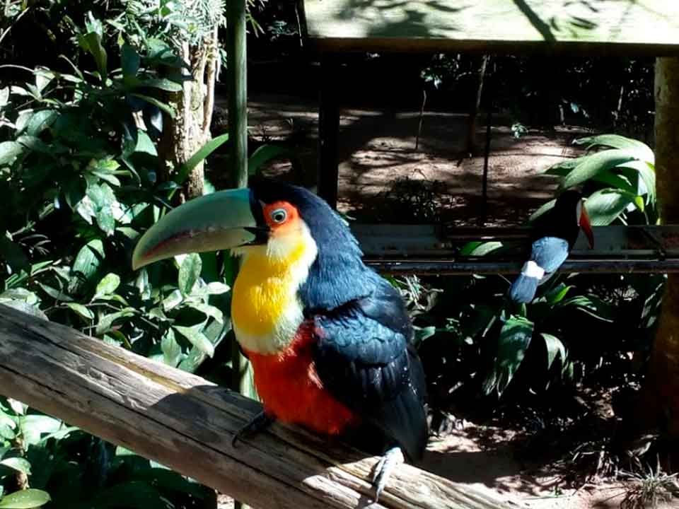 Tucano Parque Natural das Aves São Bento do Sul